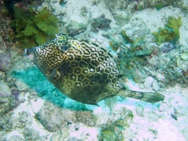Honeycomb Cowfish MG 6374